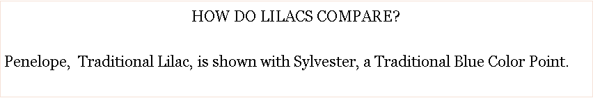 Text Box: HOW DO LILACS COMPARE?  Penelope,  Traditional Lilac, is shown with Sylvester, a Traditional Blue Color Point.   