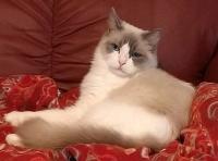 RAGDOLL KITTEN - KLAWS, CAROLINA MINK RAGDOLLS