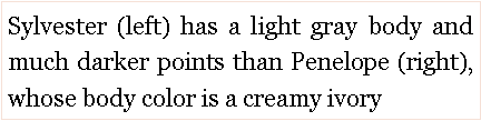 Text Box: Sylvester (left) has a light gray body and much darker points than Penelope (right),  whose body color is a creamy ivory 