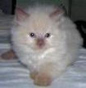 RAGDOLL KITTEN - DORABLE, CAROLINA MINK RAGDOLLS