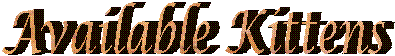 Available Kittens