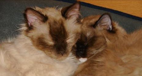 RAGDOLL KITTEN - DORABLE, CAROLINA MINK RAGDOLLS
RAGDOLL KITTEN - PUDDY TAT, CAROLINA MINK RAGDOLLS