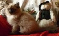 RAGDOLL KITTEN - PUDDY TAT, CAROLINA MINK RAGDOLLS