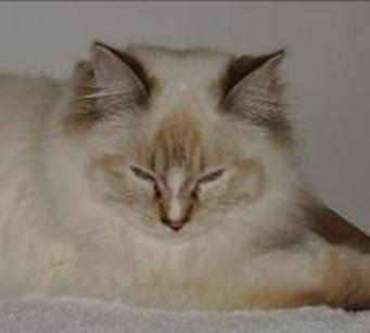 RAGDOLL KITTEN - JAYDE, CAROLINA MINK RAGDOLLS