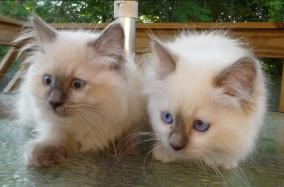 RAGDOLL KITTEN - KLAWS, CAROLINA MINK RAGDOLLS