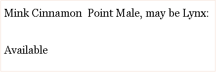Text Box: Mink Cinnamon  Point Male, may be Lynx:Available 