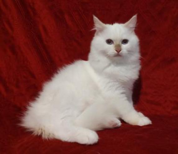 RAGDOLL KITTEN - JAYDE, CAROLINA MINK RAGDOLLS