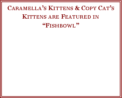 Text Box: Caramella�s Kittens & Copy Cat�s Kittens are Featured in�Fishbowl� 