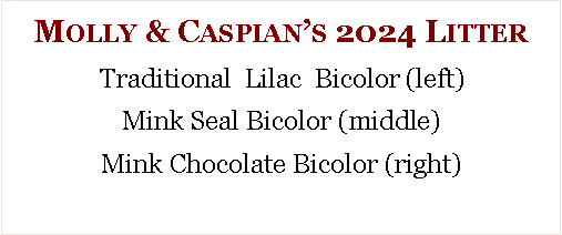 Text Box: Molly & Caspian�s 2024 LitterTraditional  Lilac  Bicolor (left)Mink Seal Bicolor (middle) Mink Chocolate Bicolor (right) 