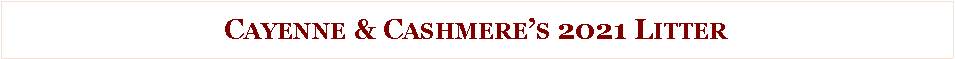 Text Box: Cayenne & Cashmere�s 2021 Litter