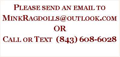 Text Box: Please send an email to MinkRagdolls@outlook.comORCall or Text  (843) 608-6028