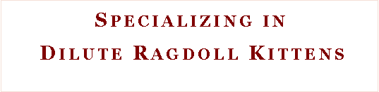 Text Box:  Specializing in Dilute Ragdoll Kittens 