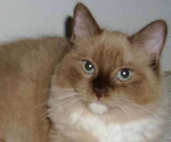 RAGDOLL KITTEN - PUDDY TAT, CAROLINA MINK RAGDOLLS